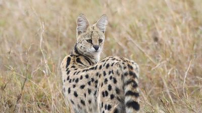 3 DAYS SERENGETI FLY IN AND FLY OUT SAFARI EXPERIENCE - Image - 7953